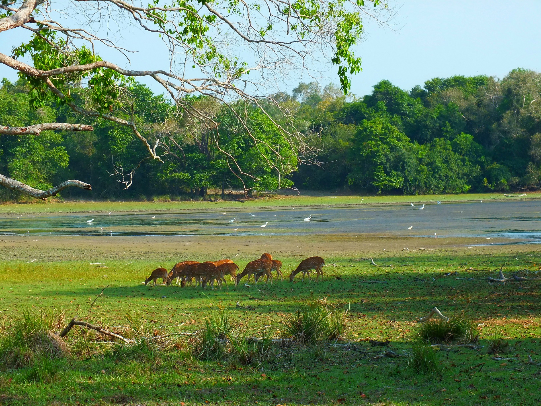 wilpattu-national-park