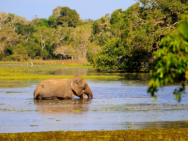 wilpattu-national-park