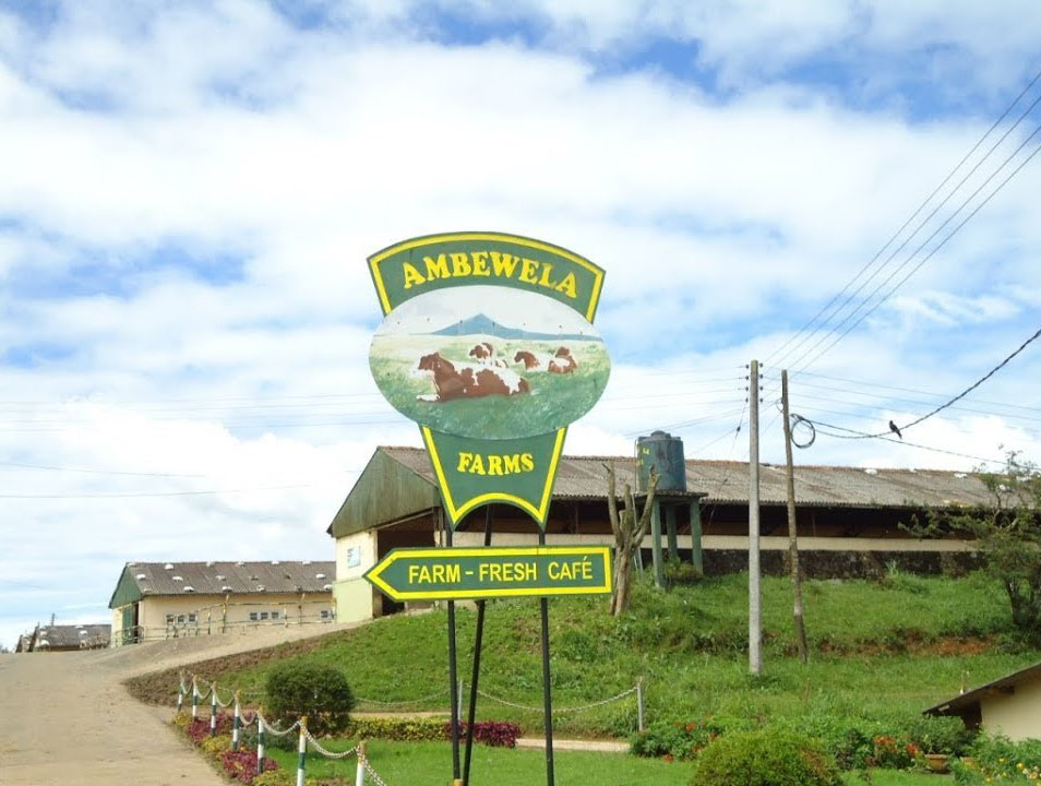 ambewela-farm