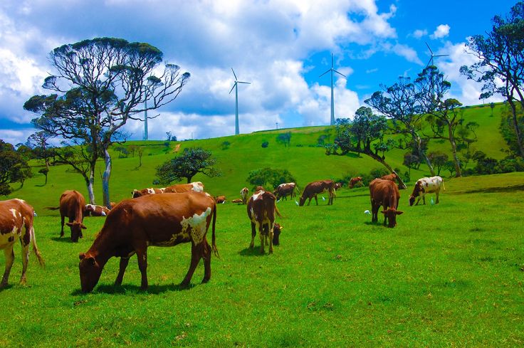 ambewela-farm