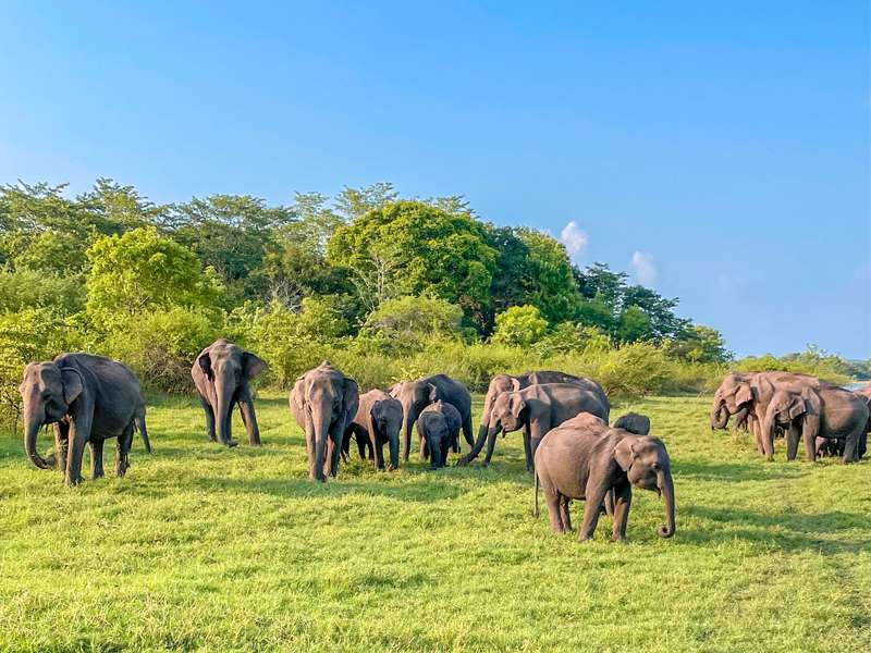 minneriya-national-park