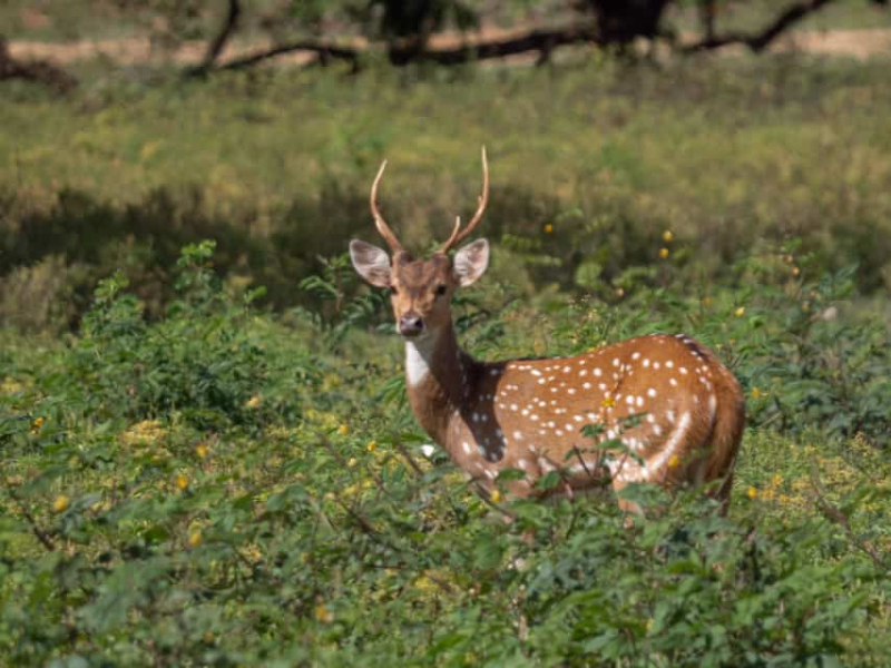 minneriya-national-park