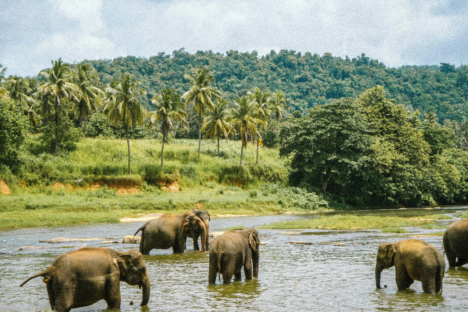 Pinnawala-Elephant-Orphanage