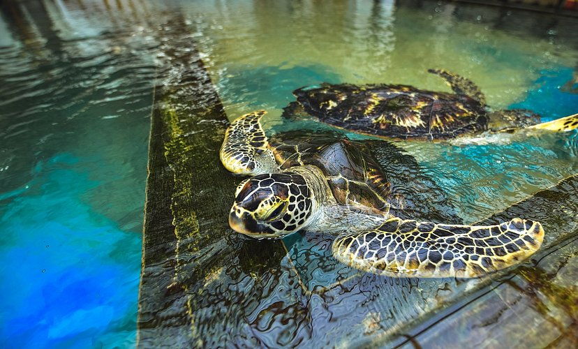 turtle-hatchery