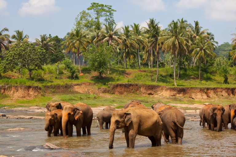 Sri-Lanka-Tour-attraction-Pinnawala-Elephant-Orphanage