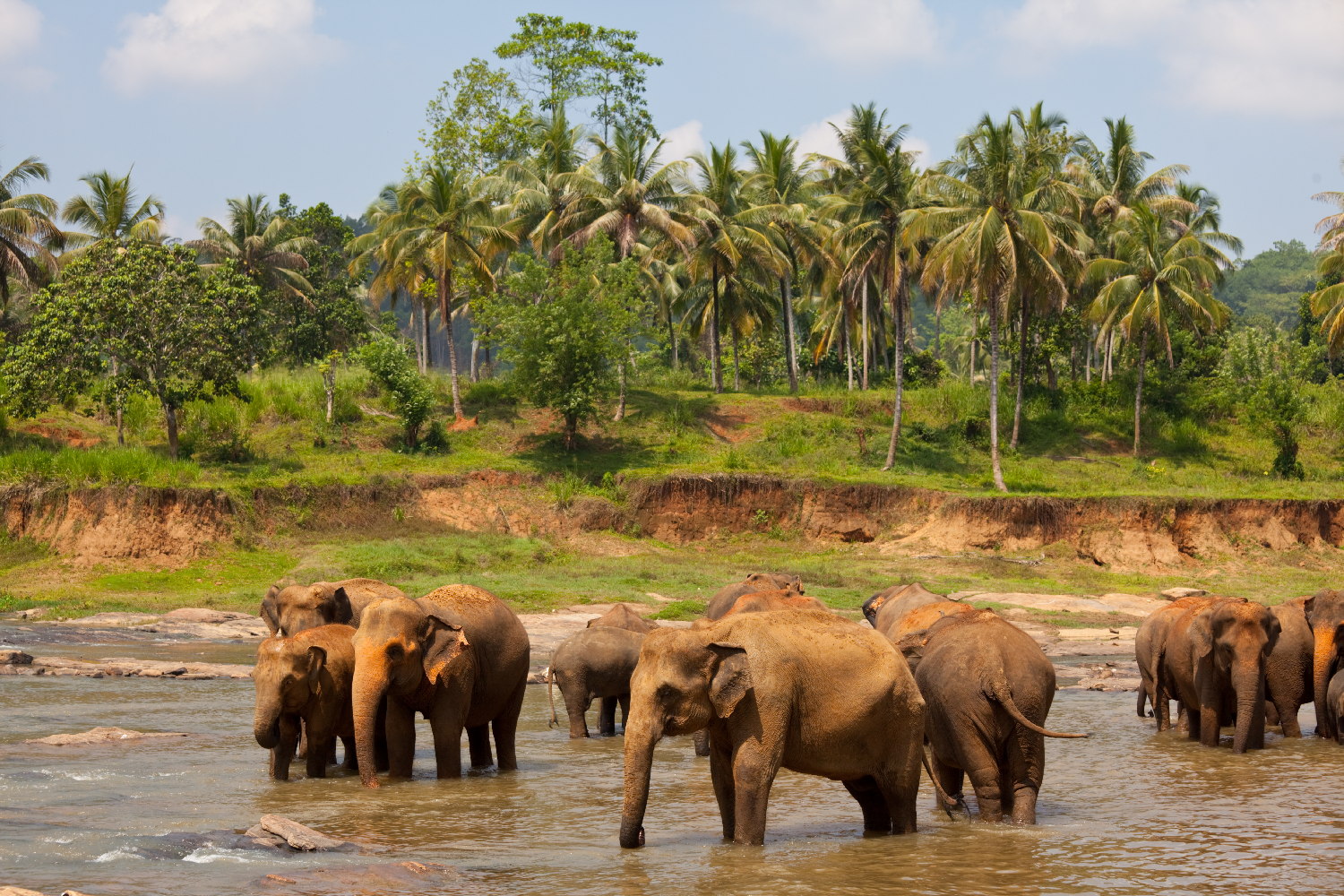 Sri-Lanka-Tour-attraction-Pinnawala-Elephant-Orphanage