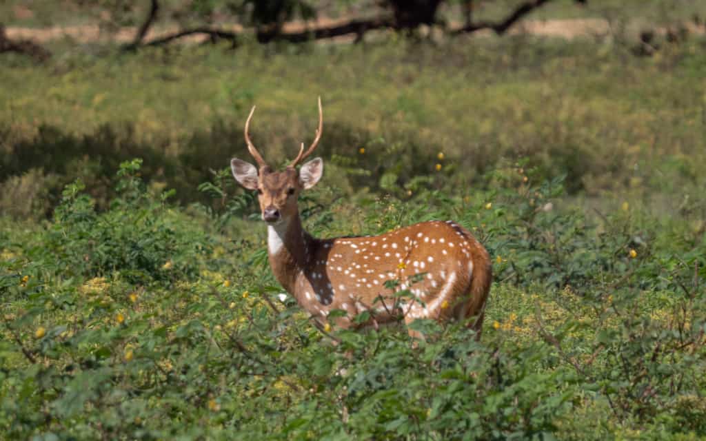 Sri-Lanka-Tourist-attraction-minneriya-national-park