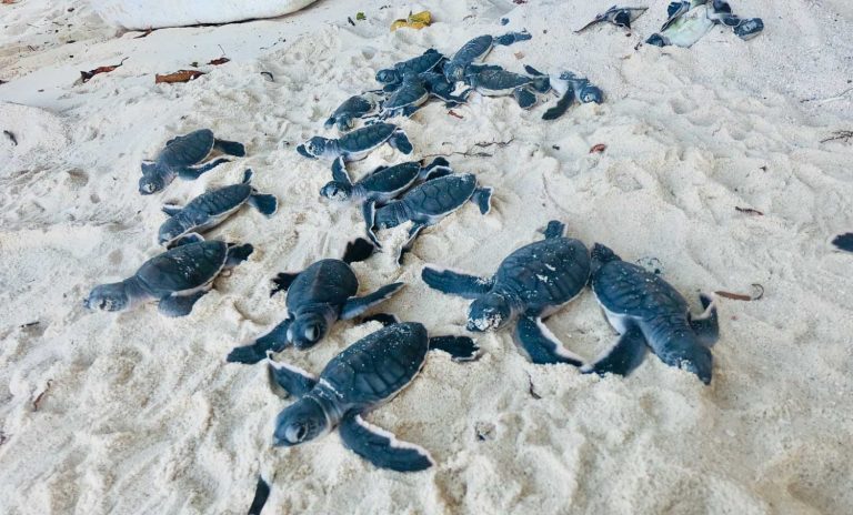 Sri-Lanka-Tourist-attraction-turtle-hatchery